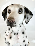 Large Sitting Dalmatian Ornament - JG056