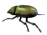 Metallic Lesser Stag Beetle Wall Hanging Ornament - TM004